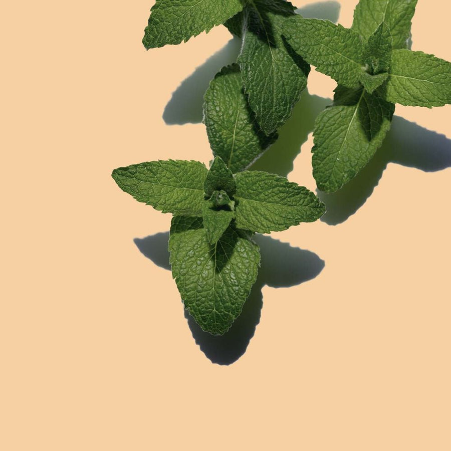 Bain aux Plantes "Tonic"